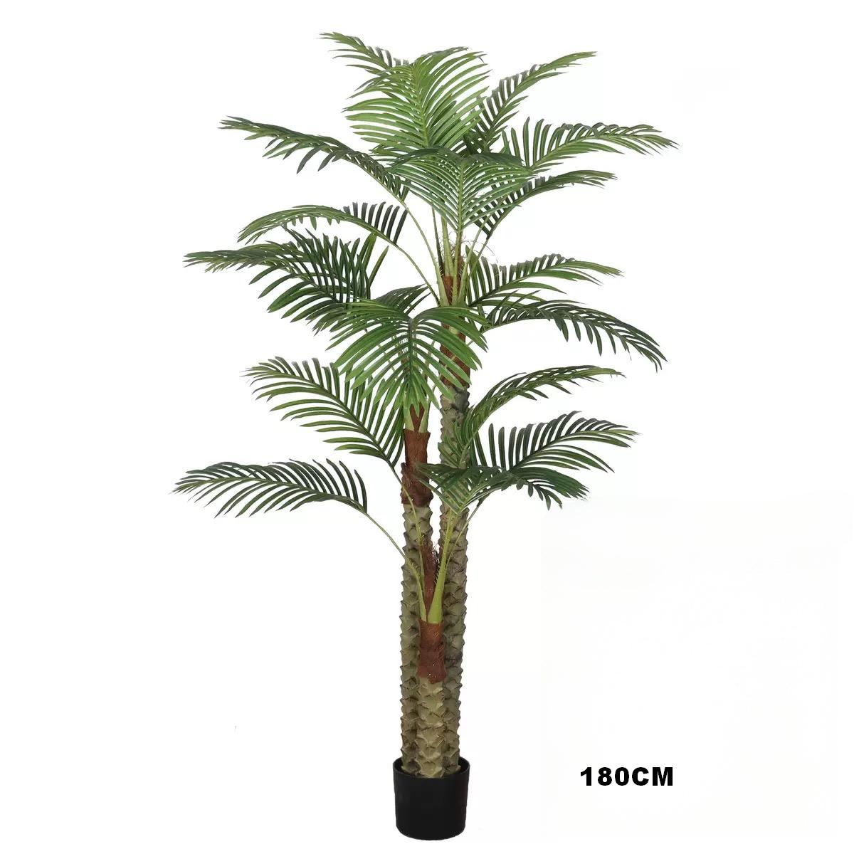 Areca Palm